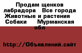 Продам щенков лабрадора - Все города Животные и растения » Собаки   . Мурманская обл.